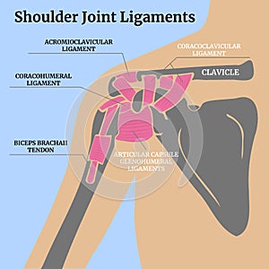Anatomy of the ligaments of the shoulder joint.