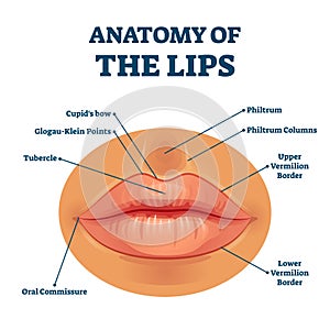 Anatomy of lips with detailed labeled parts description vector illustration