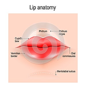Anatomy of lips. photo
