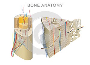 Anatomy of a Long Bone photo