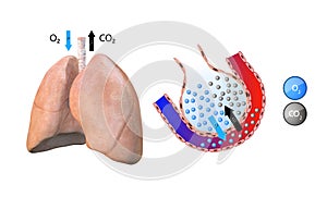 Anatomy of the lungs, alveoli, gas transfer in the lungs, oxygenation of the blood, respiratory system, pneumonia