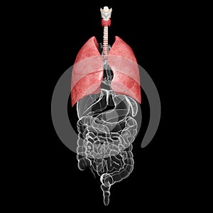 Anatomy of lungs human respiratory system
