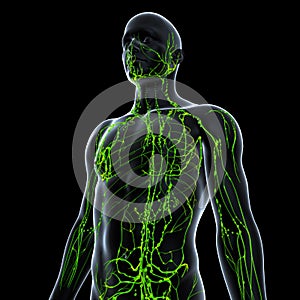 Anatomy of lymphatic system