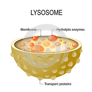 Anatomy of the Lysosome. Vector diagram for medical use