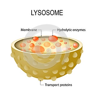Anatomy of the Lysosome. Vector diagram for medical use photo