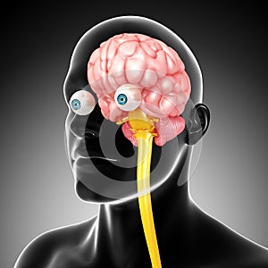 Anatomy of male brain and medulla oblongata