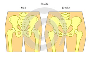 Anatomy_Male and female pelvis