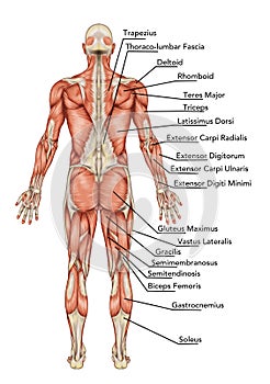 Anatomy of male muscular system photo