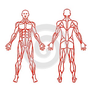 Anatomy of male muscular system, exercise and muscle guide.