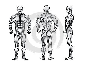 Anatomy of male muscular system, exercise and muscle guide.