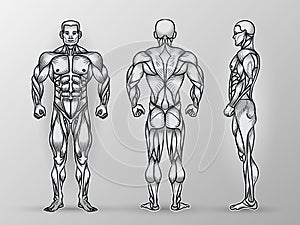 Anatomy of male muscular system, exercise and muscle guide.