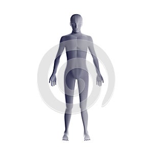 Anatomy of male muscular system. Grey human wireframe hologram