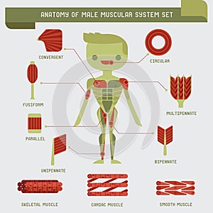 Anatomy of male muscular system photo