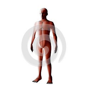 Anatomy of male muscular system. Red human wireframe hologram.