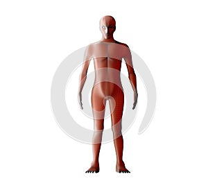 Anatomy of male muscular system. Red human wireframe hologram.