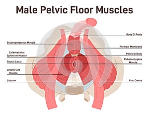 Anatomy of male pelvic floor muscles. Crotch anatomy, pelvic floor muscles span