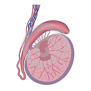 Anatomy of the male testicle. reproductive system.