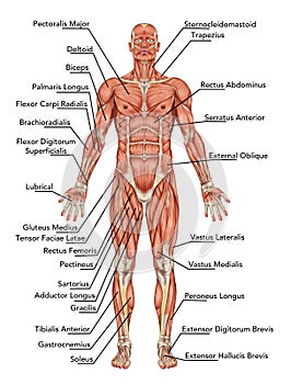 Anatomy of man muscular system