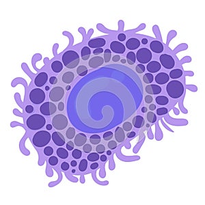 Anatomy of Mast cell in the human body.