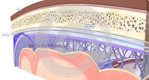 The Anatomy of the Meninges