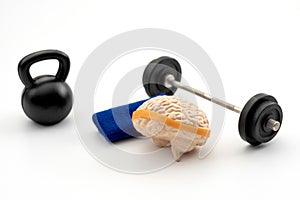 Anatomy Model of a Human Brain Next to Gym Weights Concept for Brainpower, Psychological Fitness, Cognitive Strength, Intellectual