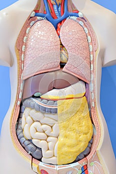 Anatomy model of the internal organs of the human body