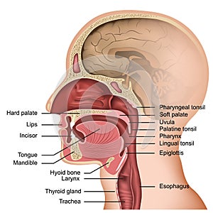 Anatomy of the mouth and tongue medical  illustration on white background