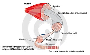 Anatomy of a muscle