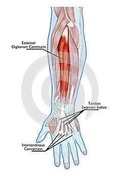 Anatomy of muscular system