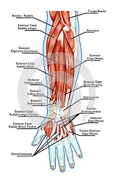 Anatomy of muscular system - hand, forearm, palm m photo