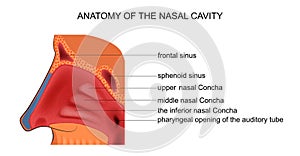 Anatomy of the nasal cavity