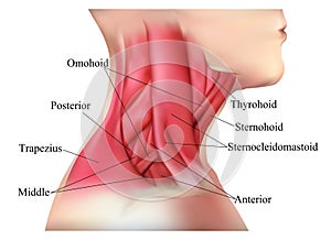 Anatomy of the neck muscles