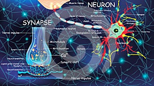 Anatomy neuron and synapse. Signaling in the brain. Cells neuron and synapse with descriptions. Structure neuron for