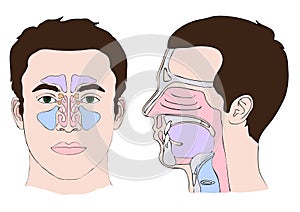 Anatomy of the nose