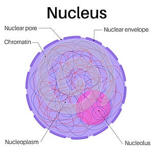 Anatomy of nucleus cells.Found in eukaryotic cells. photo