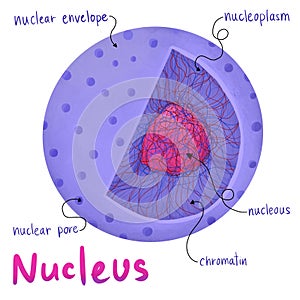 Anatomy of nucleus cells in human body.