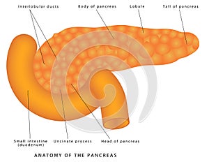 Anatomy of The Pancreas