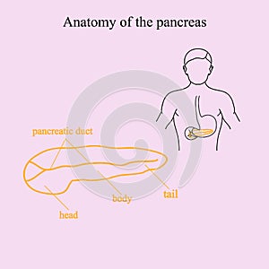 Anatomy of the pancreas. Location of the pancreas in the human body