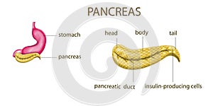 Anatomy of the pancreas,stomach