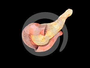 Anatomy pancreas top view on black background, duodenum, 3D render