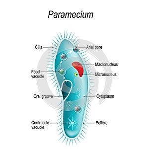 Anatomy of Paramecium