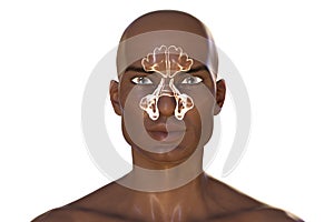 Anatomy of paranasal cavities, illustration showing paranasal sinuses highlighted on a male face