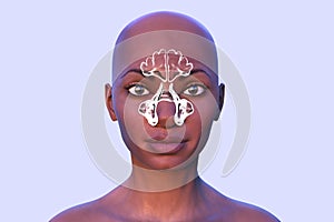 Anatomy of paranasal cavities, illustration showing paranasal sinuses highlighted on a human face photo