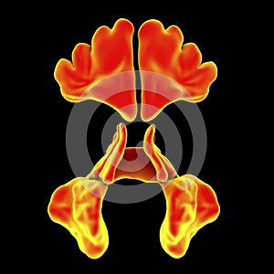 Anatomy of paranasal sinuses