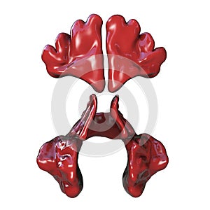 Anatomy of paranasal sinuses photo