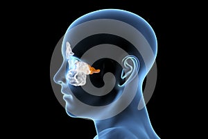 Anatomy of paranasal sinuses photo