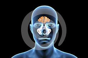 Anatomy of paranasal sinuses photo