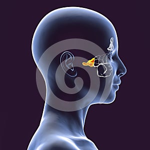 Anatomy of paranasal sinuses photo