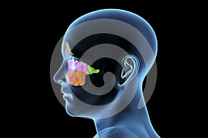 Anatomy of paranasal sinuses photo