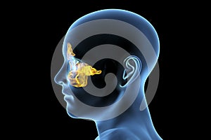 Anatomy of paranasal sinuses photo